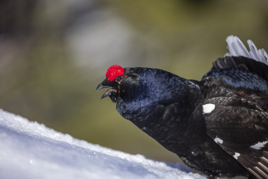 Galliformes de montagne : ces oiseaux discrets dont dépend l’équilibre de nos sommets